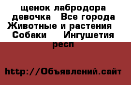 щенок лабродора девочка - Все города Животные и растения » Собаки   . Ингушетия респ.
